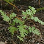 Phacelia ramosissima 形態