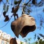 Jacaranda mimosifolia 果