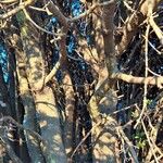 Quercus rotundifolia Bark