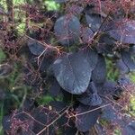 Cotinus coggygria Leaf