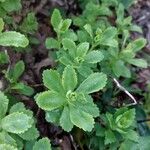 Phedimus aizoon Leaf