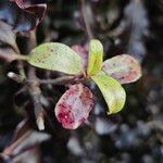 Pittosporum tenuifolium List