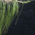 Pinus patula 葉