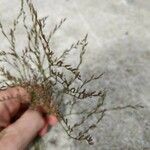 Limonium carolinianum Цветок