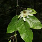 Passiflora lobata