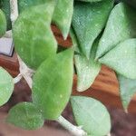 Hoya lacunosa Φύλλο
