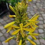 Asphodeline lutea फूल