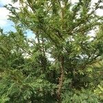 Vachellia robusta Elinympäristö