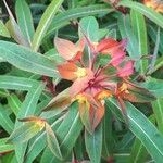 Euphorbia griffithii Flor