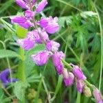 Polygala nicaeensis Цветок