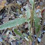 Pedicularis lanceolata Leaf