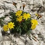 Hypochaeris robertia Hábito