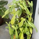 Philodendron panduriforme List