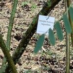 Amorpha fruticosa Outro