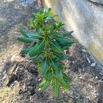 Pittosporum heterophyllum Leaf