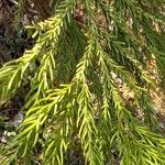 Cryptomeria japonica Levél