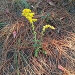 Solidago nemoralis Kukka