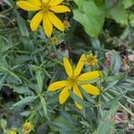 Coreopsis major