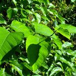 Cephalanthus occidentalis Ліст