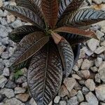Ardisia affinis Leaf