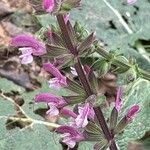 Salvia hierosolymitana Flower