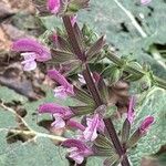 Salvia hierosolymitana 花