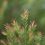 Melaleuca linariifolia Levél