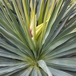 Yucca gloriosaFlower