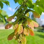 Acer pseudoplatanus Vaisius