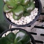 Sedum hernandezii Foglia