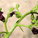 Scrophularia frutescens ফুল