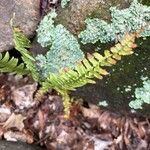 Asplenium platyneuron Folha