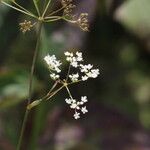 Pimpinella saxifragaBlomst