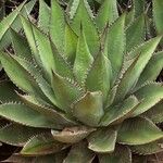 Agave shawii 整株植物