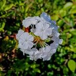 Plumbago zeylanica Blomma