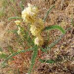 Astragalus alopecuroides Flor