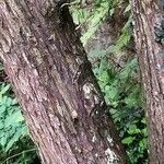 Cephalotaxus fortunei Bark