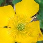 Ranunculus monspeliacus Fleur
