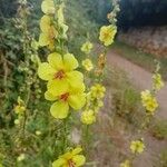 Verbascum sinuatum花