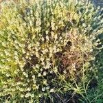 Thymus zygis Flower