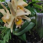 Cattleya mendelii Buveinė