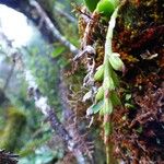Bulbophyllum sambiranense 果実