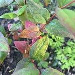 Hypericum androsaemum Blatt