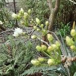 Pyrus calleryana Flor