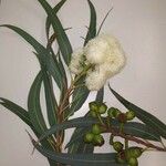 Eucalyptus microcarpa Flower