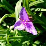 Tradescantia × andersoniana Flower