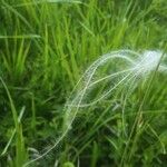 Stipa pennata Плід