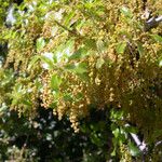 Quercus coccifera Flor