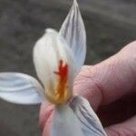 Crocus corsicus Flower