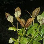 Antonia ovata Leaf